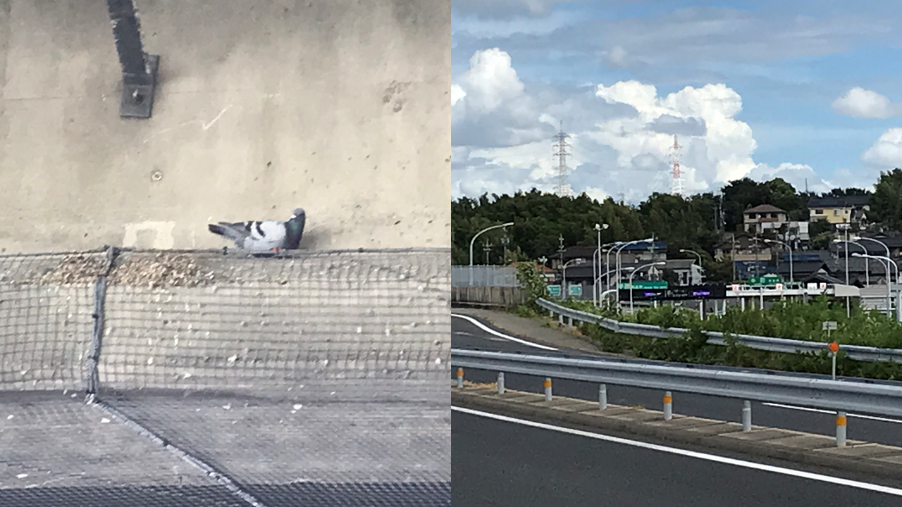 鳩や雑草・竹・雑木などによる交通影響対策